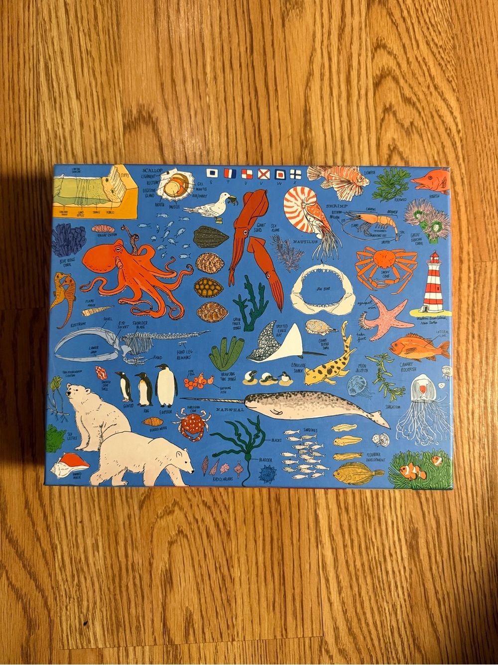 Ocean Anatomy 500-piece puzzle by artist Julia Rothman